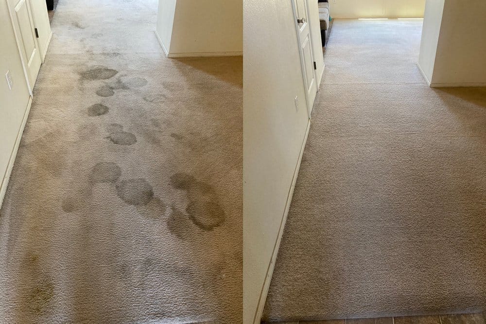 pet stains and odor removal before after