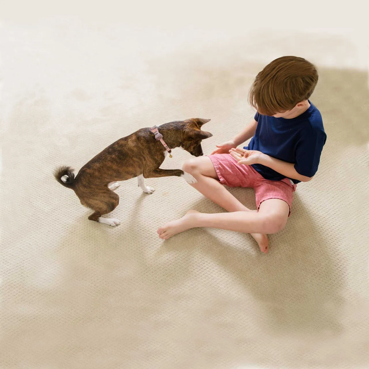 Pet urine and odor removal service in Antioch, IL for carpets and rugs
