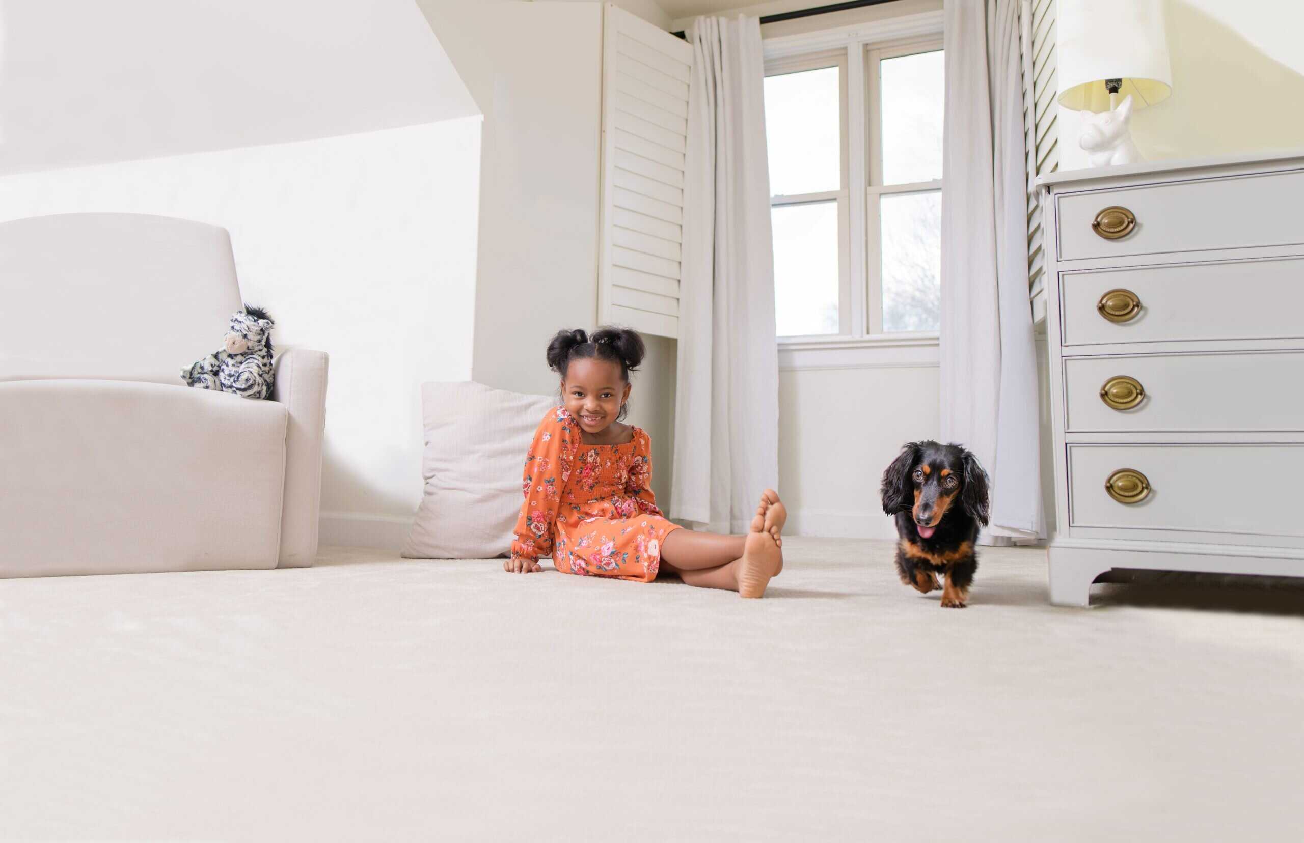 Professional pet odor and urine removal service in an Arlington Heights IL home