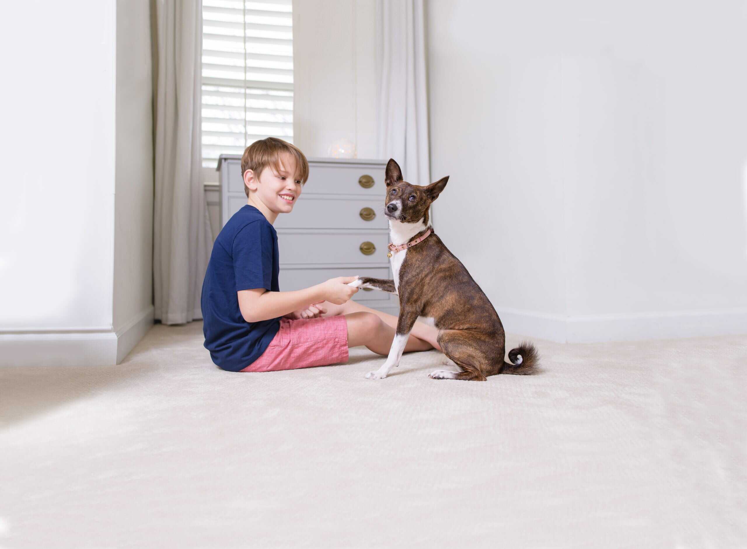Professional pet odor and urine removal service in a Barrington IL home