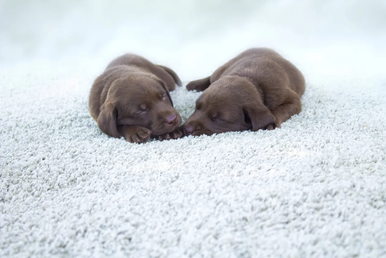 Professional pet odor and urine removal service in a Buffalo Grove IL home