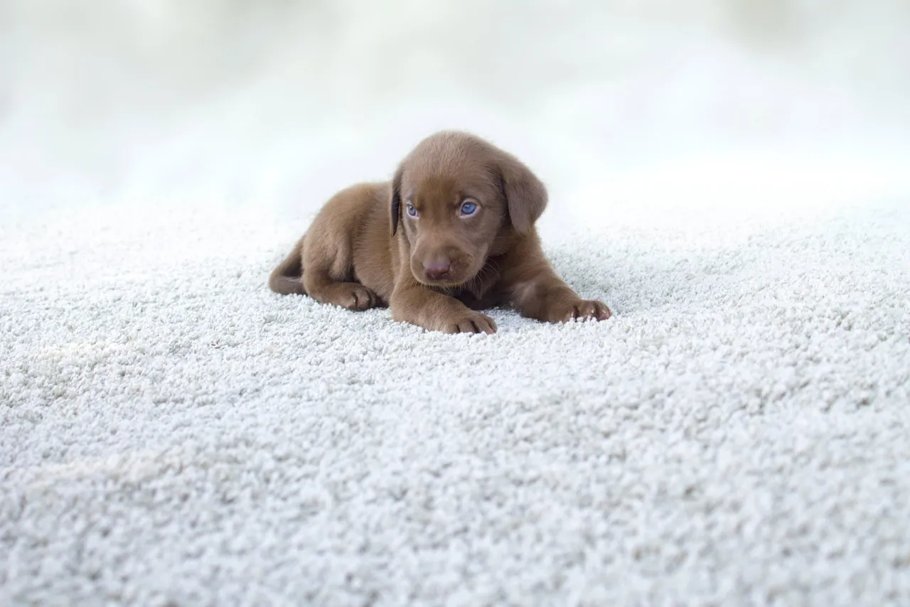 Professional pet odor and urine removal service in an Elgin IL living room