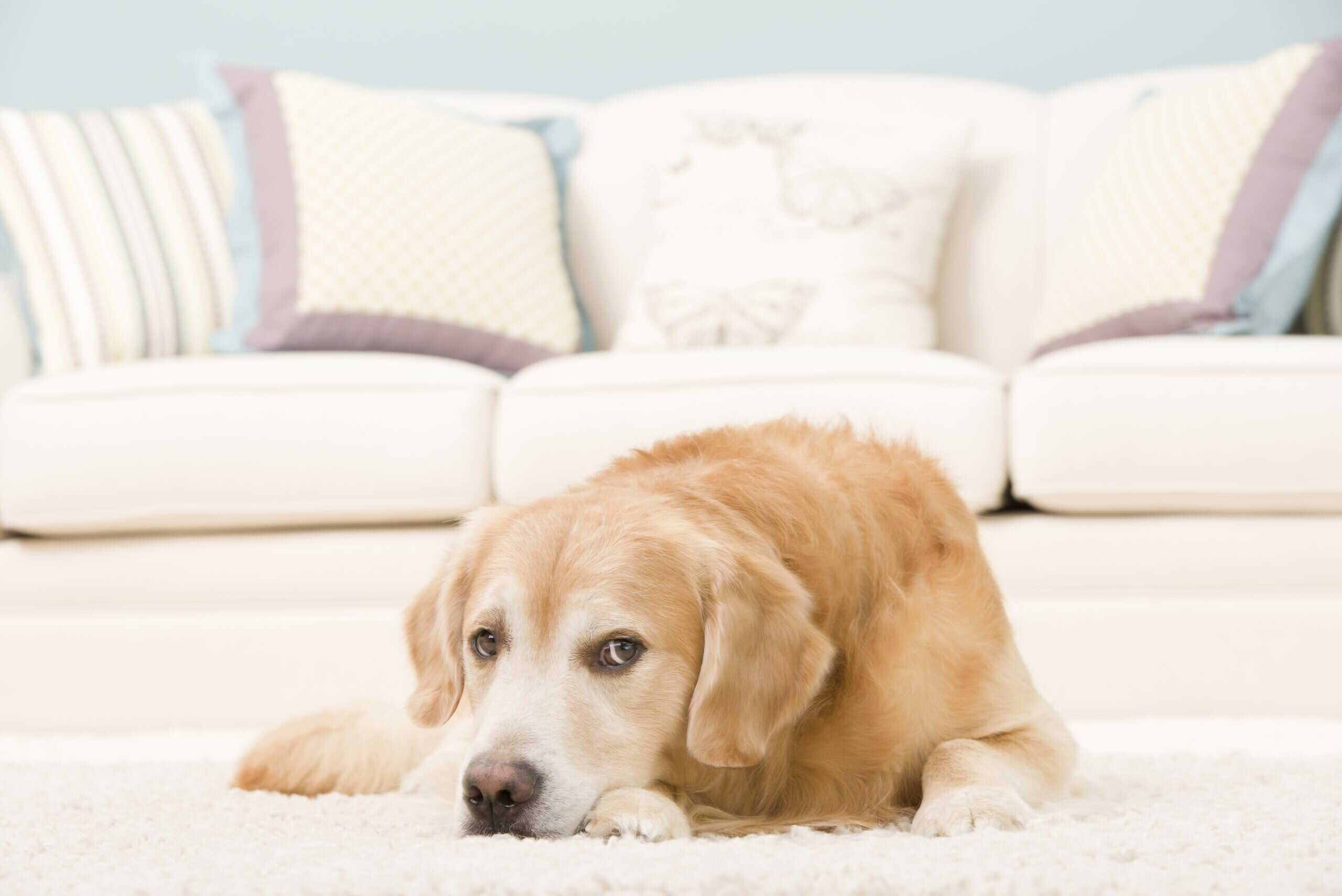 Professional pet odor and urine removal service in a Geneva IL living room