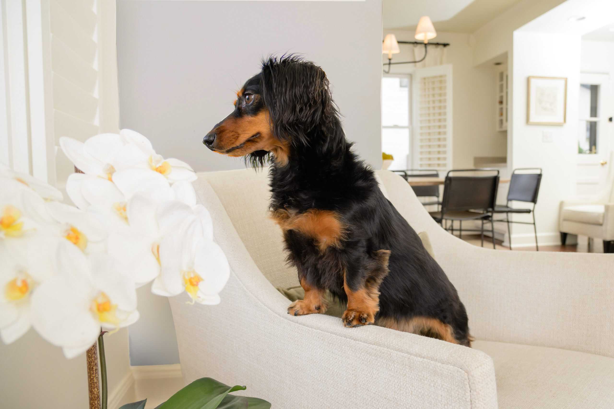 Professional pet odor and urine removal service in a Vernon Hills IL living room